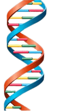 Darstellung DNA Doppelhelix